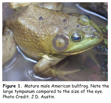 American bullfrog male