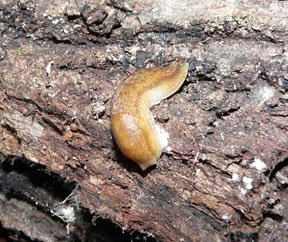 Arion sp. are among the most commonly encountered slugs at QUBS but are not native; all are introduced from Europe. They can be found on almost any substrate close to the ground or under moist logs. Photo: M.A. Conboy.