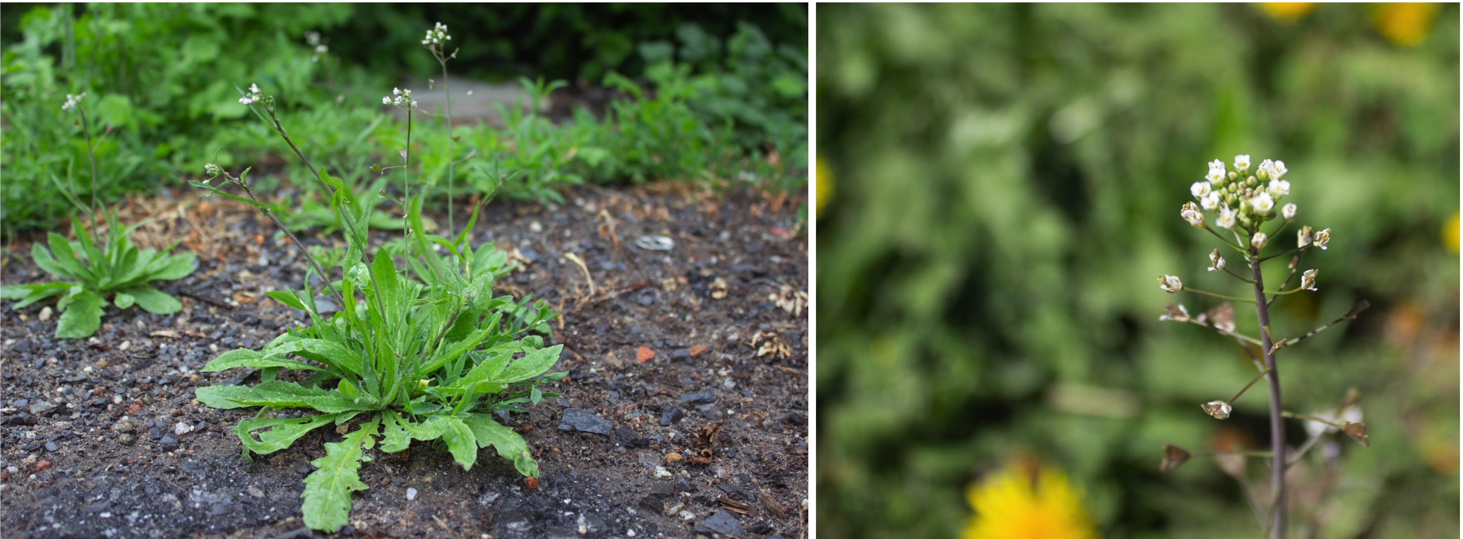 Capsella bursa-pastoris (Shepherd's Purse) | North Carolina Extension  Gardener Plant Toolbox